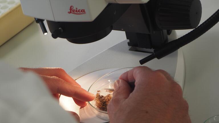Samples under the microscope